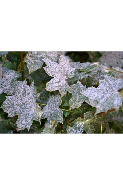 Борошниста роса